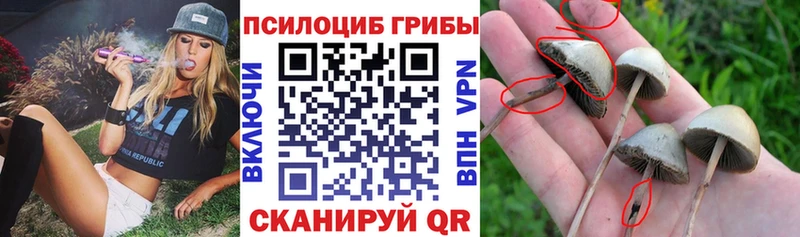 Псилоцибиновые грибы Cubensis  Купить  Белгород 